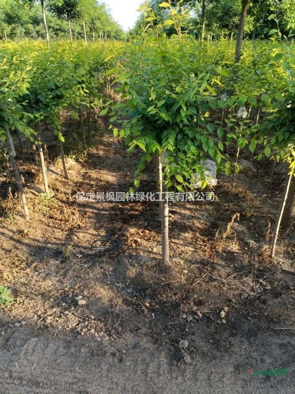 7公分矮接金葉榆，7公分矮桿金葉榆，出圃中！