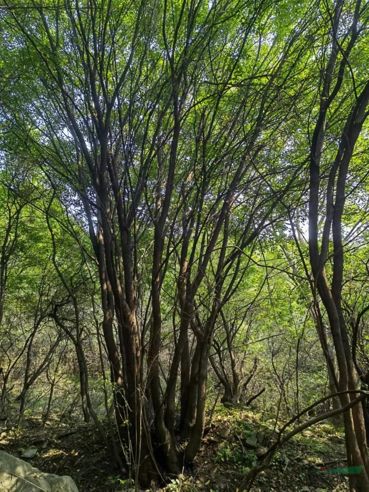 精品茶條槭批發(fā) 陜西茶條槭今年價格便宜 這是自家苗圃的茶條槭