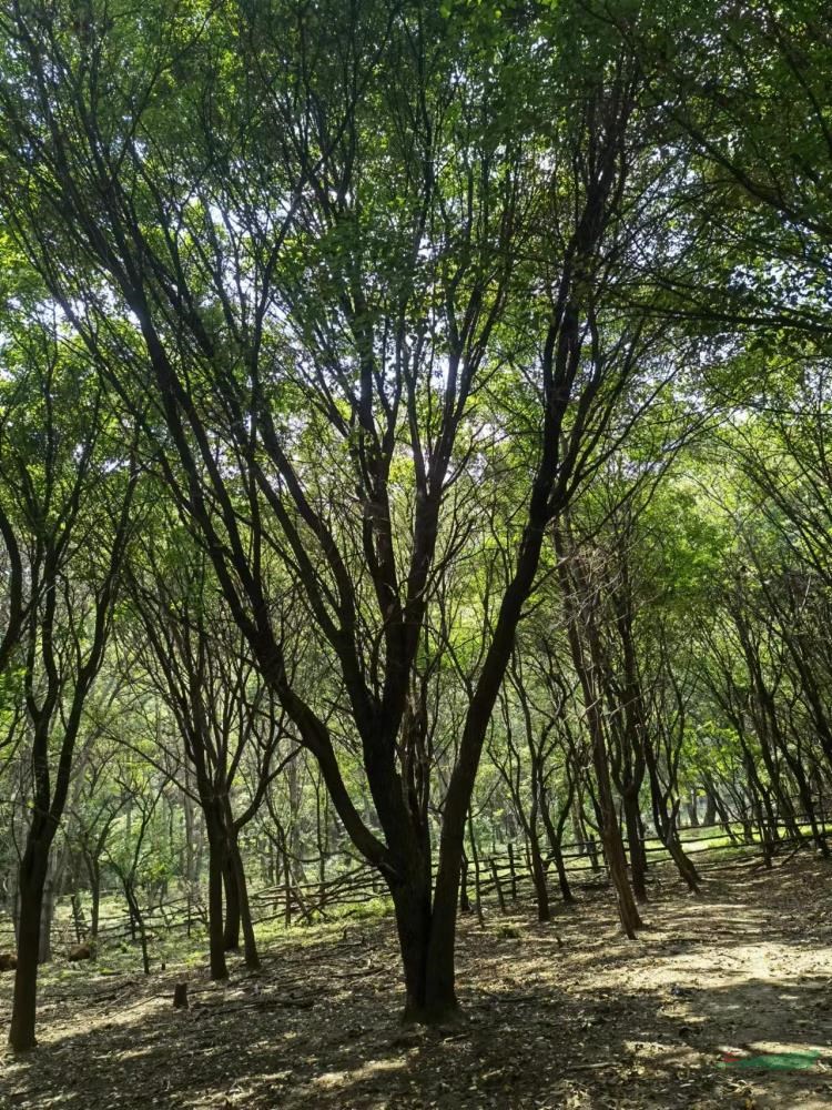 本基地有大規(guī)格茶條槭 本基地也常年供應(yīng)茶條槭小苗