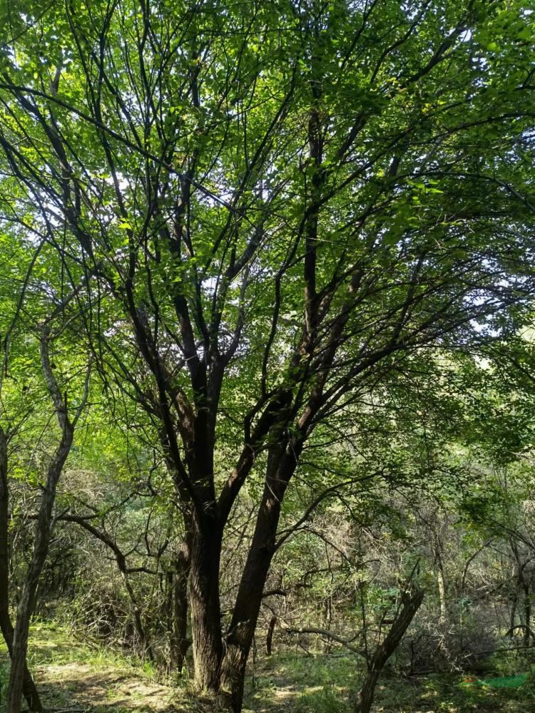 本基地有大規(guī)格茶條槭 本基地也常年供應(yīng)茶條槭小苗