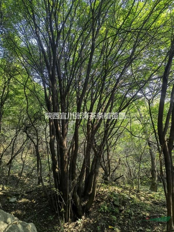 陜西延安宜川茶條槭苗圃，