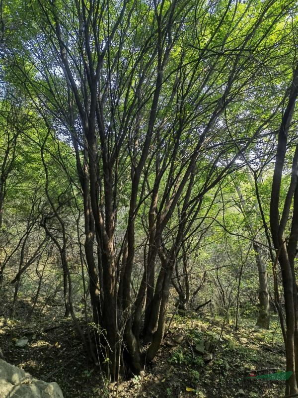 陜西延安宜川茶條槭苗圃，