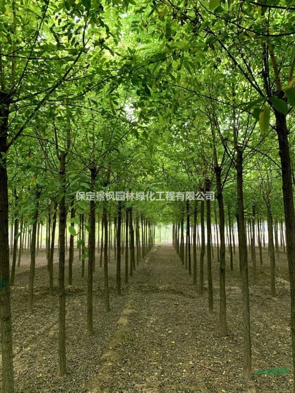 6公分刺槐批發(fā)，6公分刺槐處理，6公分刺槐直銷，河北刺槐基地..