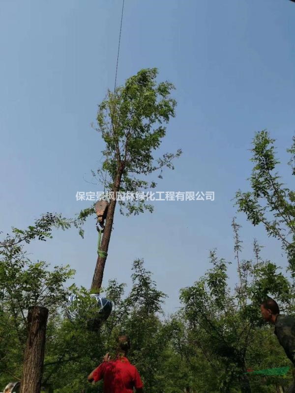 8公分刺槐處理，8公分刺槐價格，8公分刺槐廠家，河北刺槐基地..