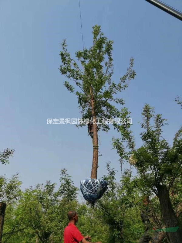 8公分刺槐處理，8公分刺槐價格，8公分刺槐廠家，河北刺槐基地..