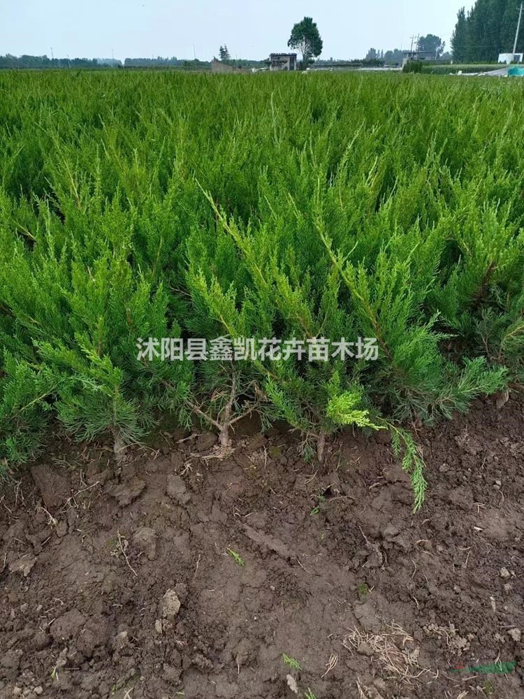 龍柏30~50高行情價格0.65~0.95元