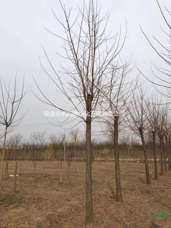 11公分刺槐處理，11公分刺槐直銷，11公分刺槐價(jià)格，河北刺槐基..