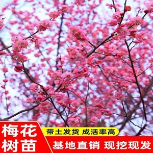 梅花樹苗庭院室外別墅公園紅梅花樹苗素心臘梅濃香型冬季耐寒花卉