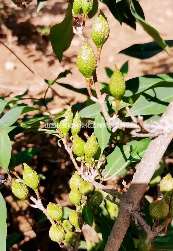 3號(hào)藥用連翹苗，藥用連翹苗3號(hào)，供應(yīng)山西運(yùn)城