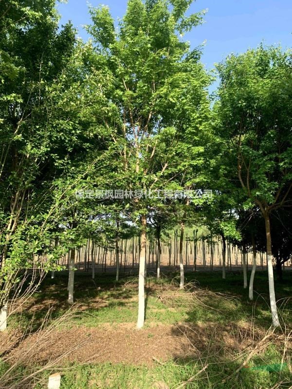 4-14公分元寶楓價(jià)格，4-14公分五角楓批發(fā)，河北元寶楓基地歡迎..