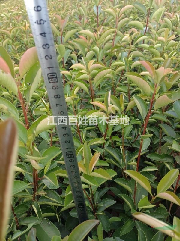 紅葉石楠