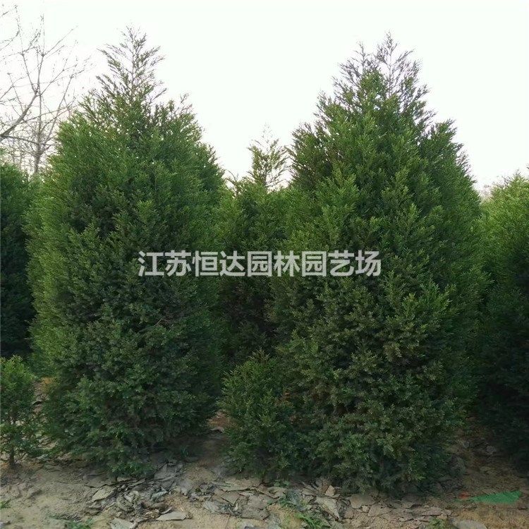 銷售刺柏苗木     各種規(guī)格齊全