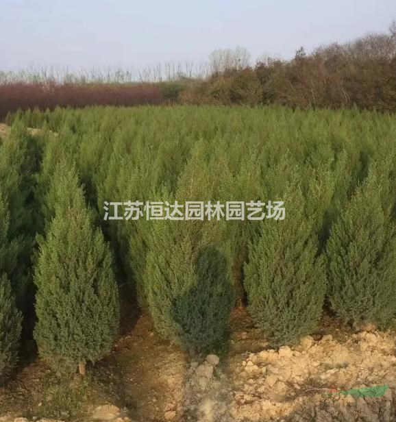 銷售刺柏苗木     各種規(guī)格齊全
