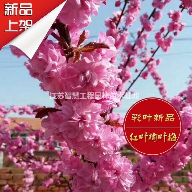 3公分10公分榆葉梅花樹苗價(jià)格表報(bào)價(jià)江蘇產(chǎn)地全國直發(fā)品質(zhì)高規(guī)..