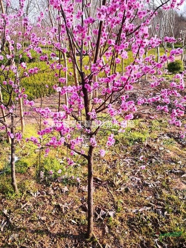 紅梅價(jià)格多少錢紅梅樹價(jià)格梅花樹價(jià)格產(chǎn)地直銷低價(jià)促銷江蘇蘇北..