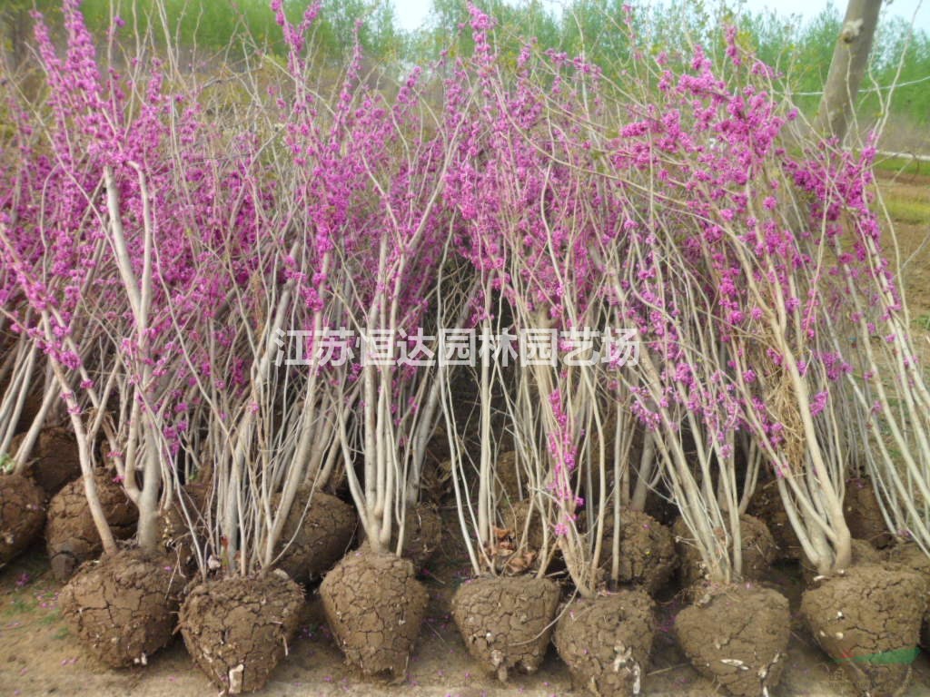苗圃供應(yīng)叢生紫荊、沭陽叢生紫荊苗木基地