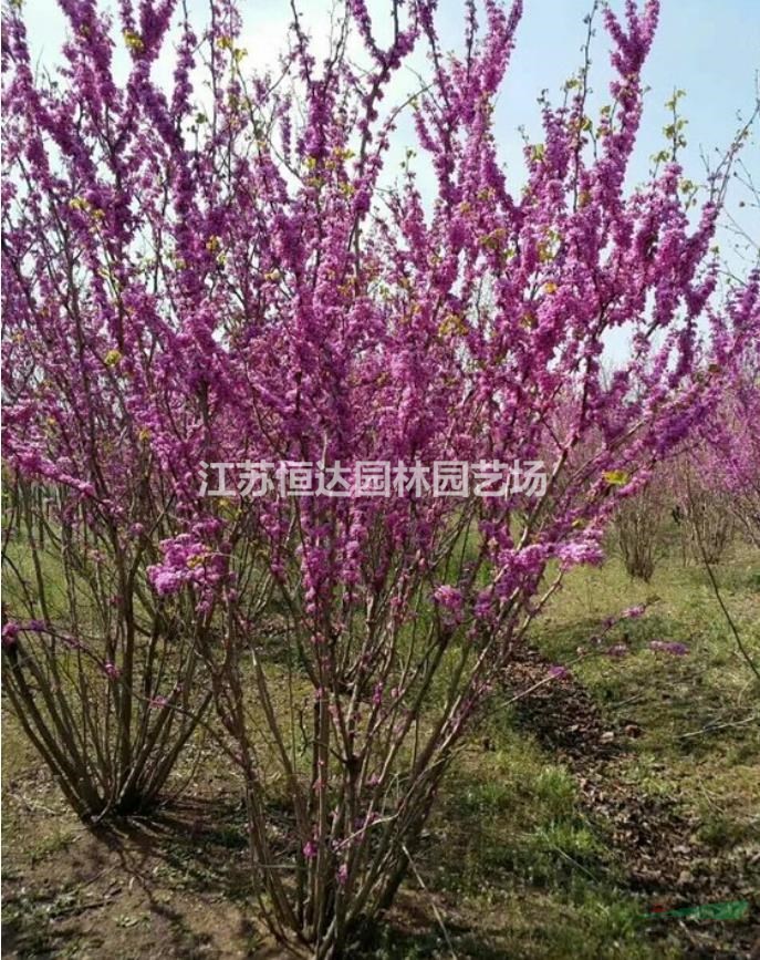 苗圃供應(yīng)叢生紫荊、沭陽叢生紫荊苗木基地
