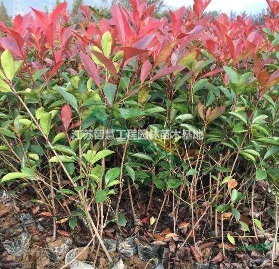 江蘇紅葉石楠樹苗江蘇紅葉石楠球樹苗價(jià)格江蘇高桿紅葉石楠苗多..