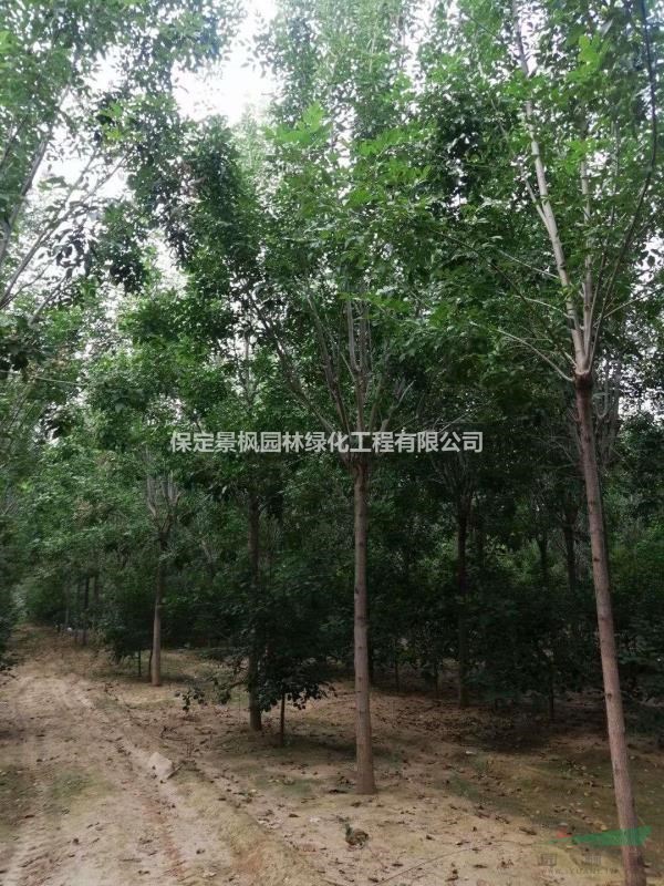 11公分速生白蠟處理，11公分老白蠟批發(fā)，11公分白蠟，河北白蠟..