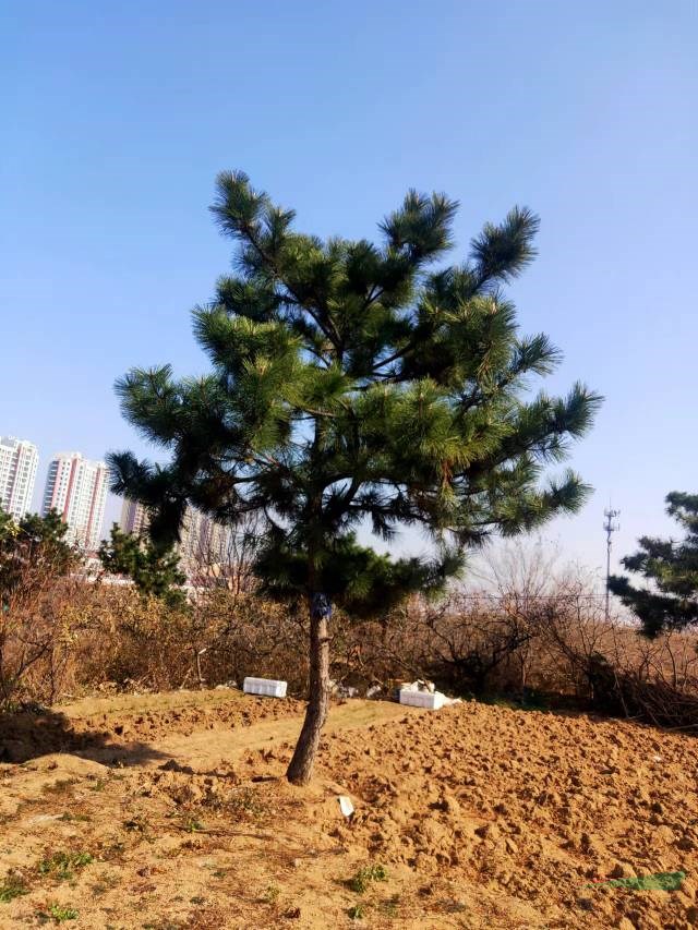 山東黑松價格  青島黑松報價  這是自家基地實拍的黑松圖片