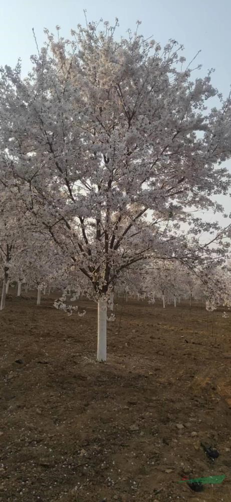 青島櫻花基地有早櫻 晚櫻批發(fā)日本早櫻 日本晚櫻批發(fā)