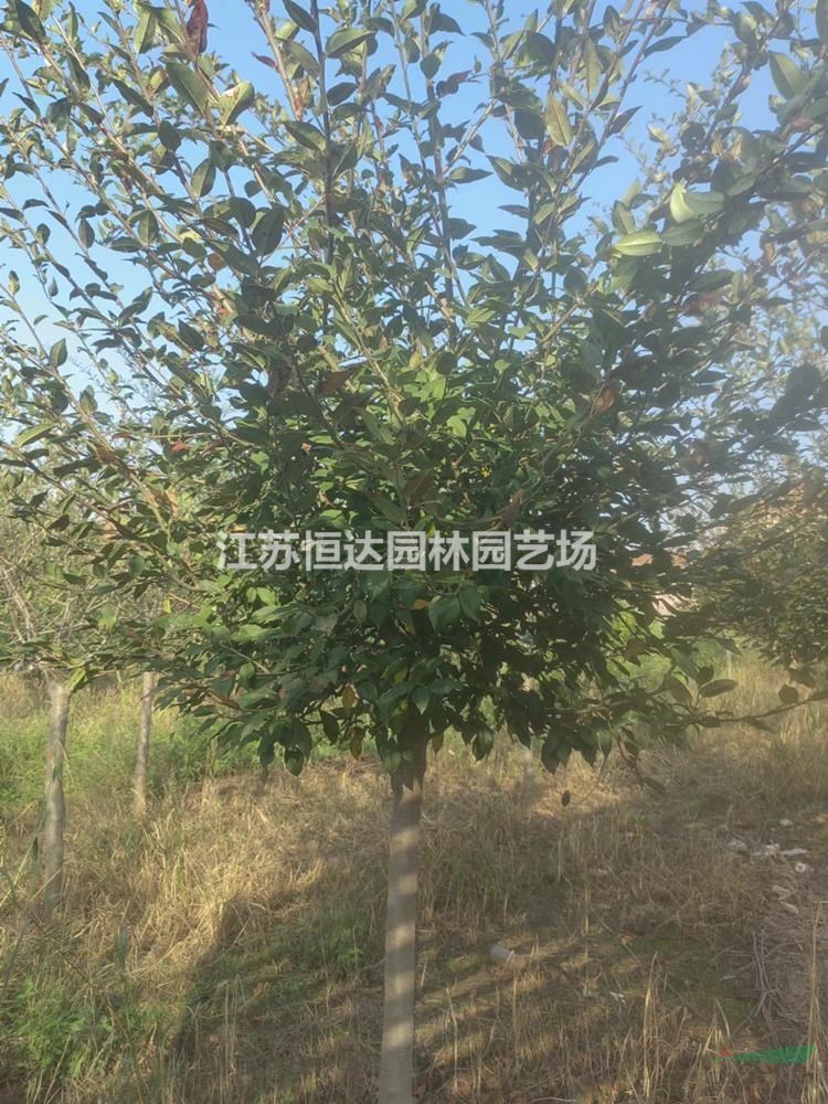 垂絲海棠樹苗、海棠苗、多規(guī)格品質(zhì)優(yōu)價(jià)廉