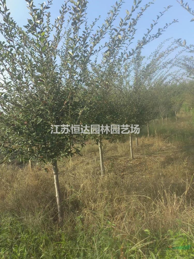 垂絲海棠樹苗、海棠苗、多規(guī)格品質(zhì)優(yōu)價(jià)廉