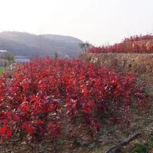 1-1.5米紅楓產地大量供應   紅楓苗木