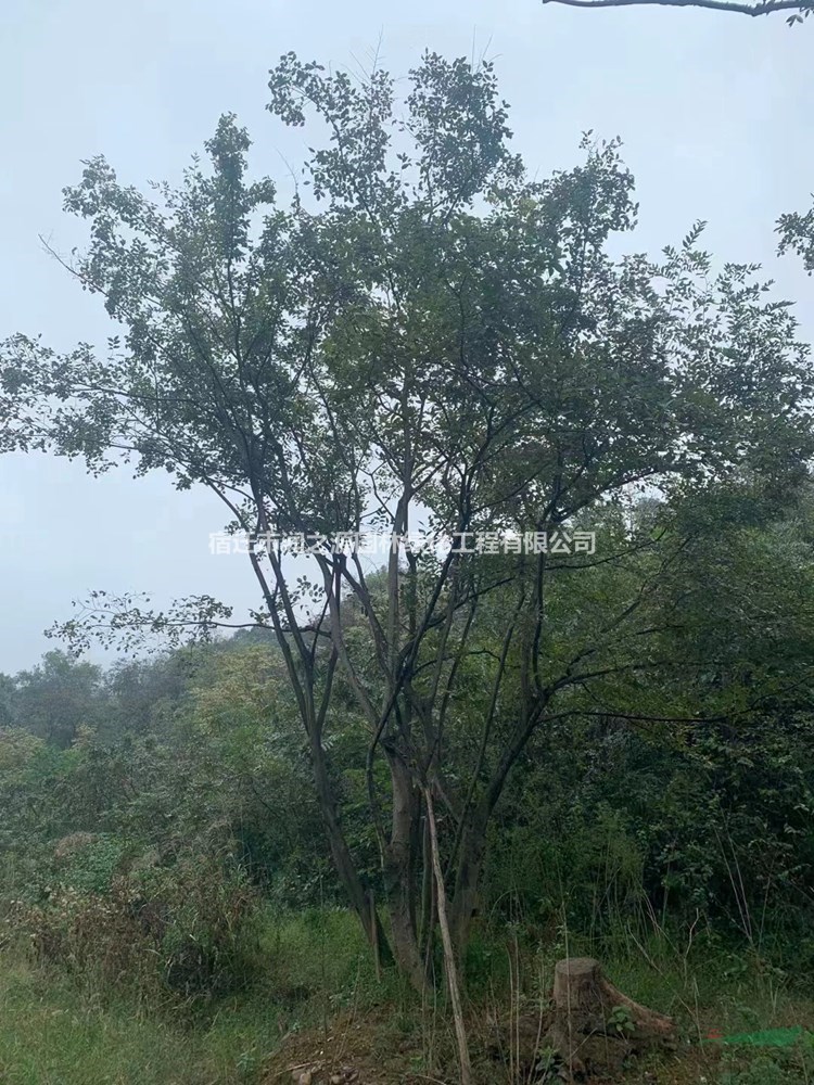 供應樸樹苗木   樸樹種植栽培技術(shù)