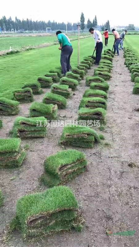 沭陽基地供應(yīng)馬尼拉草皮     馬尼拉草坪