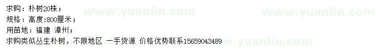 求購高800公分樸樹