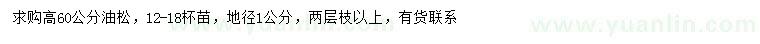 求購高60公分油松