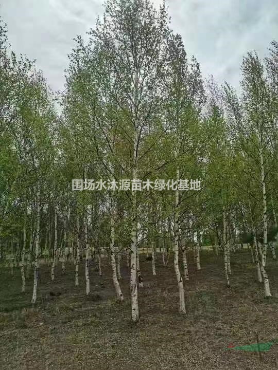 圍場水沐源苗木綠化基地大量供應(yīng)胸徑2-30公分單棵白樺樹