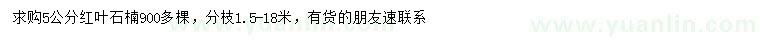 求購5公分紅葉石楠