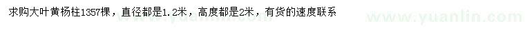 求購(gòu)高2米大葉黃楊柱
