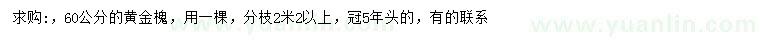 求購60公分黃金槐
