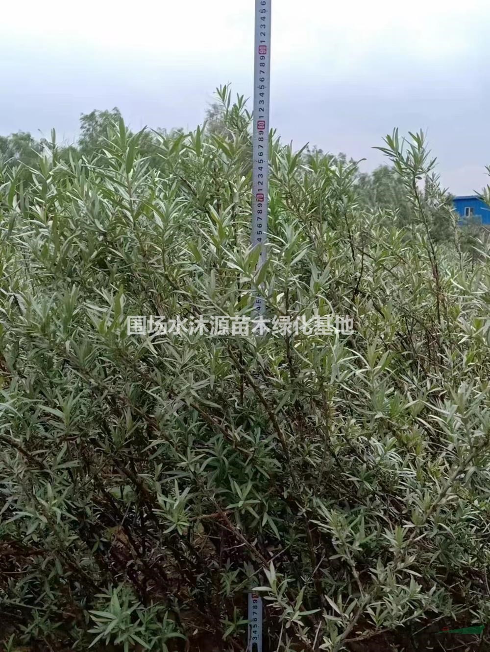 高度40公分沙棘苗 高度70公分沙棘苗 高度30公分沙棘苗 低價(jià)出售沙棘苗