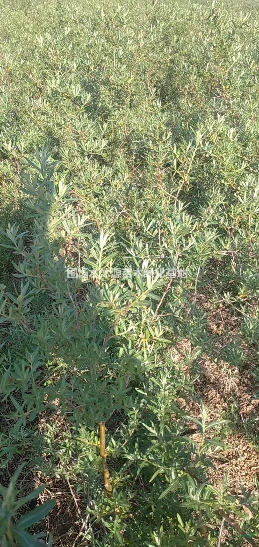 高度40公分沙棘苗 高度70公分沙棘苗 高度30公分沙棘苗 低價(jià)出售沙棘苗