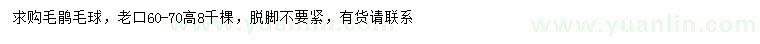 求購高60-70公分毛鵑球