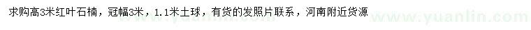 求購高3米紅葉石楠