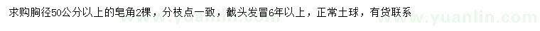 求購50公分以上皂角