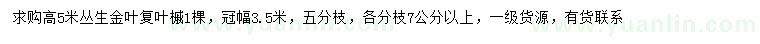 求購高5米叢生金葉復(fù)葉槭