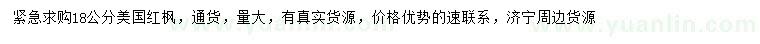 求購18公分美國紅楓