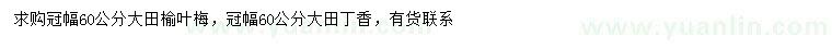 求購冠幅60公分榆葉梅、丁香