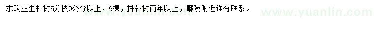 求購(gòu)9公分以上叢生樸樹(shù)