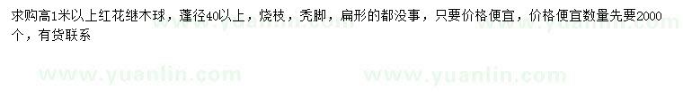 求購高1米以上紅花繼木球