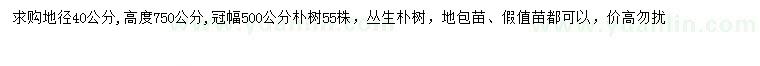 求購地徑40公分叢生樸樹(shù)