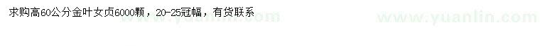 求購高60公分金葉女貞