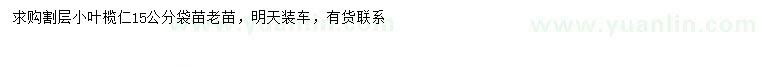 求購15公分小葉欖仁