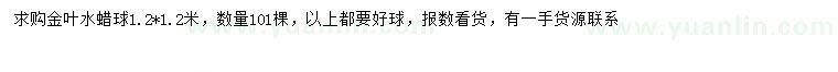 求購1.2米金葉水蠟球